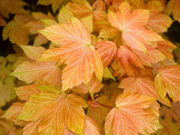 Klevas platanalapis ,Brilliantissimum' (lot. Acer pseudoplatanus) Klevas platanalapis ,Brilliantissimum' (lot. Acer pseudoplatanus)